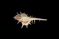 藏品(寶島骨螺)的圖片